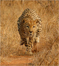leopard