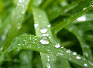 spring_macro