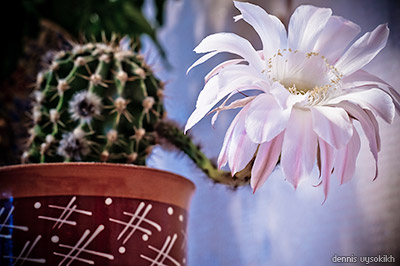 blooming_cactus2