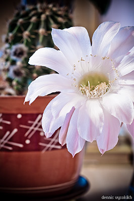 bloomin_cactus