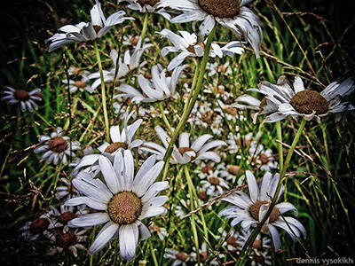 Camomiles