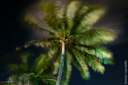 palm_pic