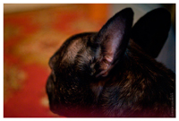 mydog3